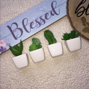 Miniature Cactus Succulents